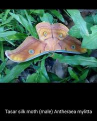 Antheraea cingalesa