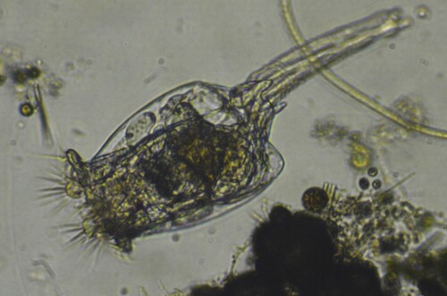 Brachionus quadridentatus