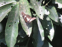 Pseudacraea lucretia