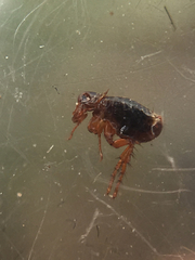 Siphonaptera