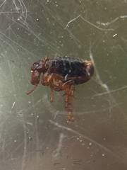 Siphonaptera