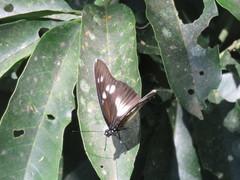 Pseudacraea lucretia