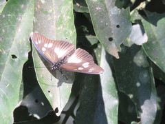 Pseudacraea lucretia