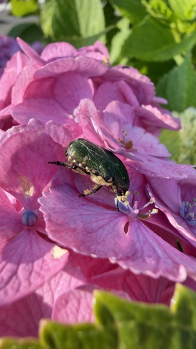 Blue Flower Chafer
