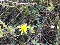 Osteospermum polygaloides