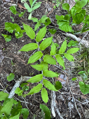 Hooker's fairybells