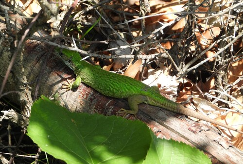 Green Lizard