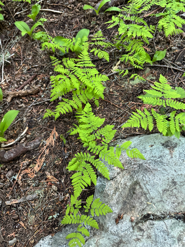 Pacific oak fern