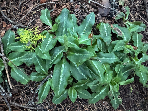 Western Rattlesnake Plantain