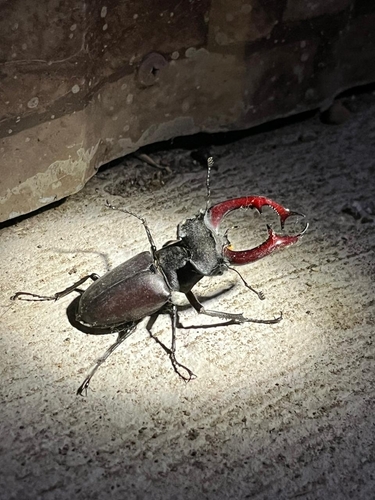 European Stag Beetle