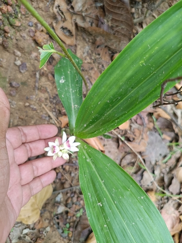 Eulophia diffusiflora