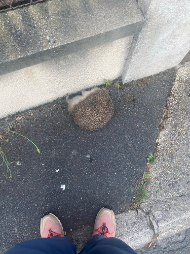 Common Hedgehog