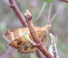 Asaphodes abrogata