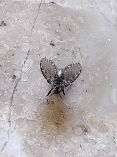 Bathroom Moth Fly