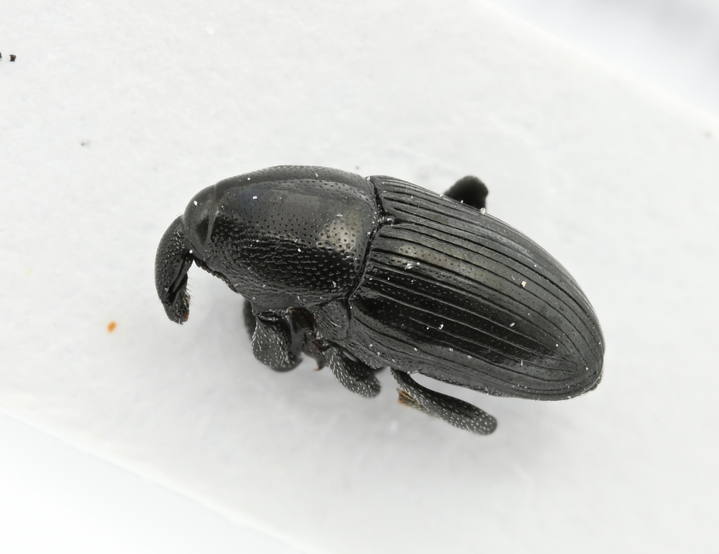 Melanobaris laticollis