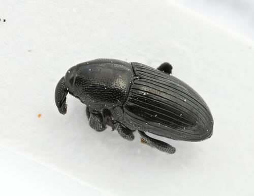 Melanobaris laticollis