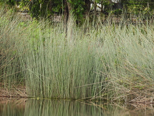 Lepironia articulata, photograph 5