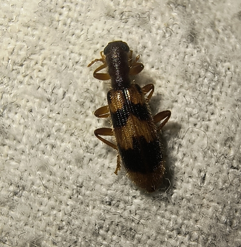 Pale-tipped Cymatodera