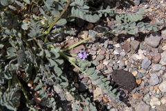 Astragalus arequipensis