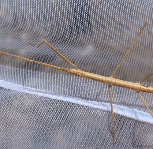 French stick insect