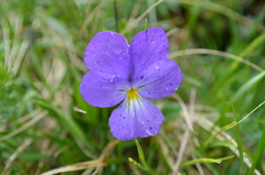 Viola cenisia
