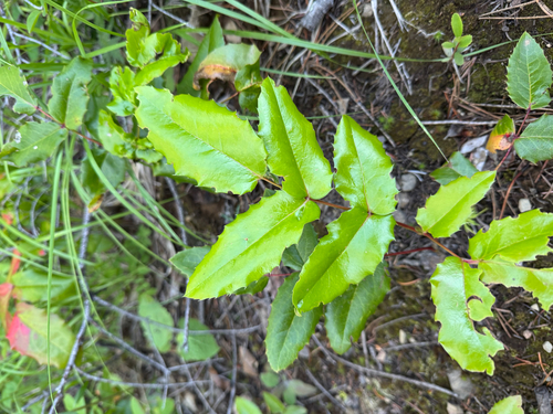 Oregon grape