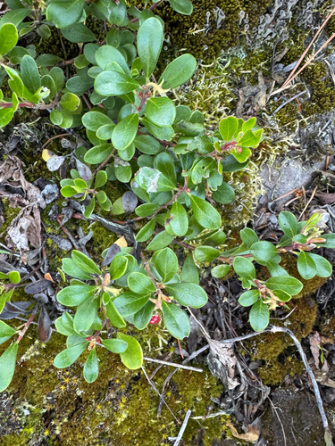 bearberry