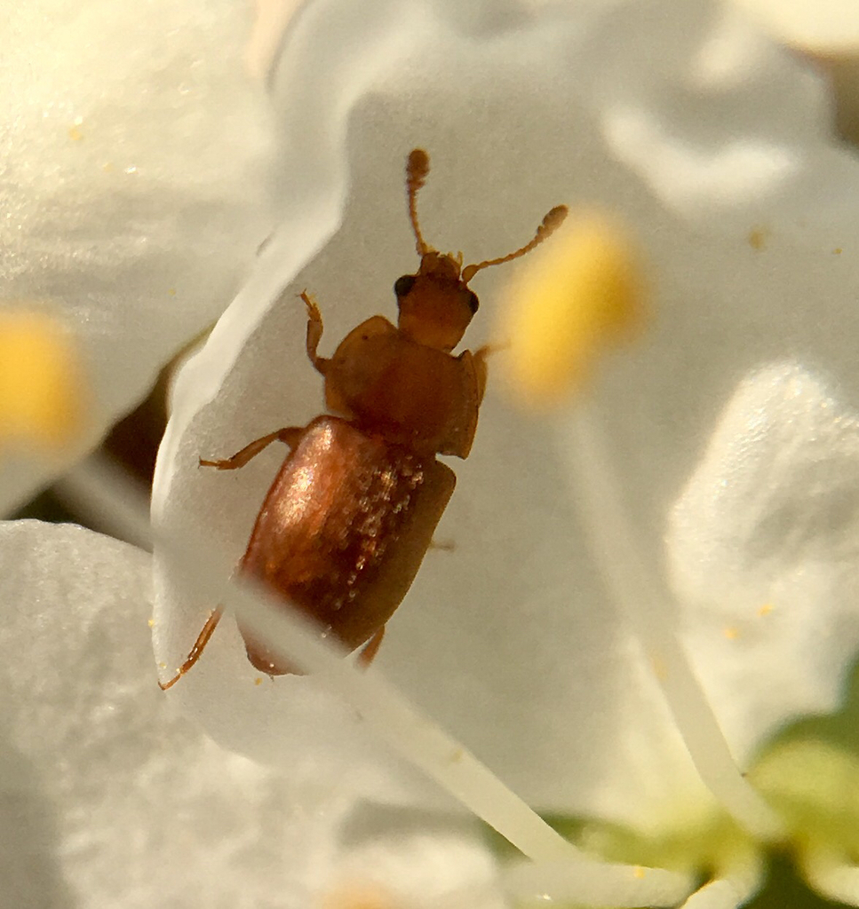 Epuraea aestiva
