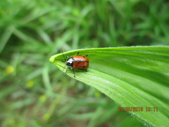 Cryptocephalus octopunctatus