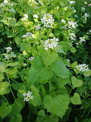 Alliaria petiolata iNat (2)