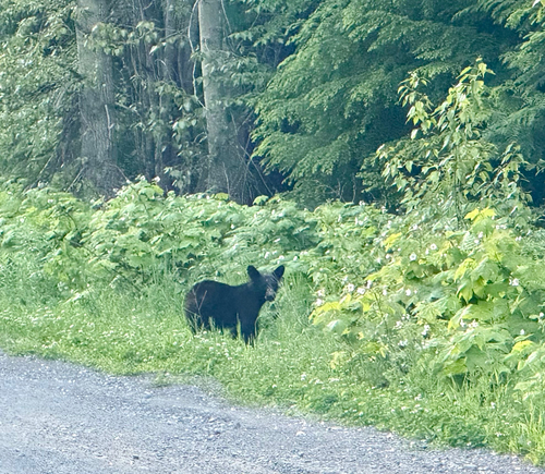 American Black Bear