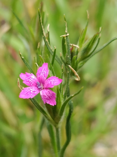 Deptford pink