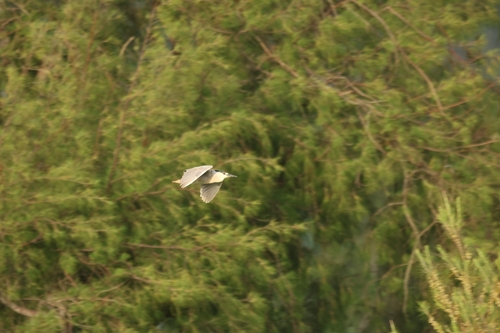 Nycticorax nycticorax observed 2026-06-11