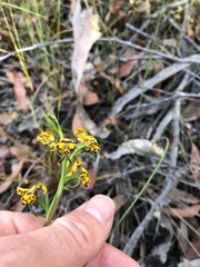 Diuris maculata