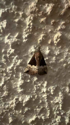Dimorphic Snout