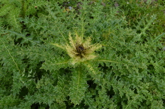 Cirsium spinosissimum