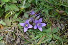 Gentianella germanica
