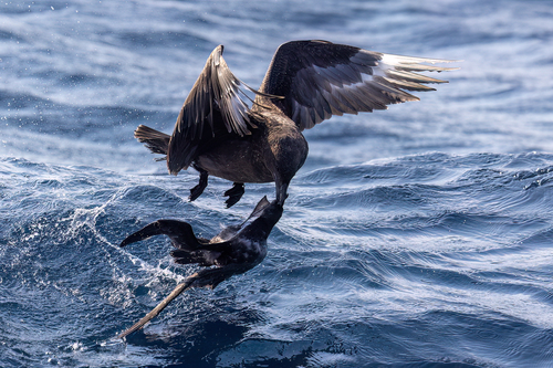 iNaturalist image