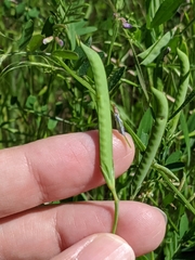 Lathyrus pusillus