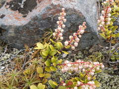 Gaultheria colensoi