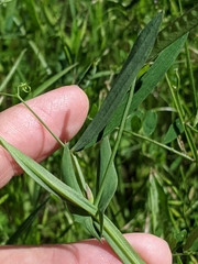 Lathyrus pusillus