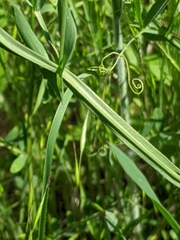 Lathyrus pusillus