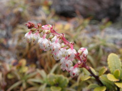 Gaultheria colensoi