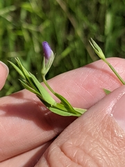 Lathyrus pusillus