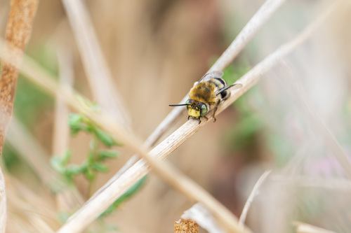 California Digger Bee