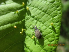 Polydrusus pilosus