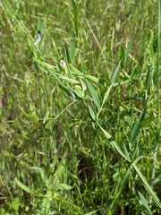 Lathyrus pusillus
