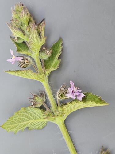Wide Spikenard