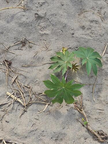 castor bean