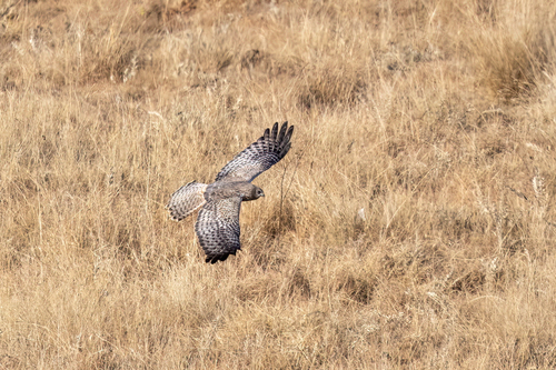 iNaturalist image
